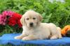 Puppies for sale USA, Michigan Golden Retriever