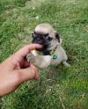 Puppies for sale USA, Connecticut Pug