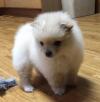 Puppies for sale Bulgaria, Shumen Pomeranian Spitz