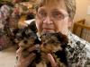 Puppies for sale Germany, Cottbus Yorkshire Terrier