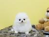 Puppies for sale USA, Arizona, Phoenix Pomeranian Spitz