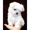 Puppies for sale Austria, Vienna Maltese