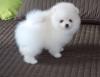 Puppies for sale Spain, Barcelona Pomeranian Spitz