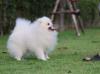 Puppies for sale Canada, Alberta, Edmonton Pomeranian Spitz