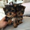 Puppies for sale Canada, Ontario, Toronto Yorkshire Terrier