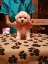 Puppies for sale Romania, Satu Mare Bichon, Bichon a poil frise 