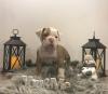 Puppies for sale Netherlands, Eindhoven English Bulldog