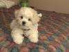 Puppies for sale Canada, Ontario, Toronto Maltese