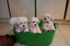 Puppies for sale USA, Texas, Austin Maltese