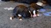 Puppies for sale Poland, Poznan Bernese Mountain Dog