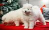 Puppies for sale USA, California Samoyed dog (Samoyed)