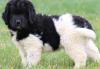 Puppies for sale USA, California, Los Angeles Newfoundland