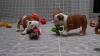 Puppies for sale Netherlands, Amsterdam English Bulldog