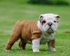 Puppies for sale Spain, Lerida English Bulldog