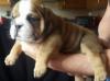 Puppies for sale Hungary, Budapest English Bulldog
