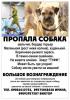 Пропала собака Россия, Волгоград Бордер терьер