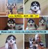 Продам щенка Россия, Мурманск Хаски, 89038258827