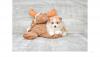 Puppies for sale Hungary, Budapest Pomeranian Spitz