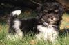 Puppies for sale Netherlands, Eindhoven Havanese