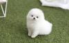 Puppies for sale Greece, Larissa Pomeranian Spitz