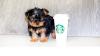 Puppies for sale Netherlands, Amsterdam Yorkshire Terrier