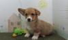 Puppies for sale Netherlands, Bergen aan Zee Other breed