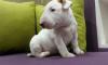Puppies for sale Netherlands, Amsterdam Bull Terrier