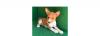 Puppies for sale Netherlands, Arnhem Basenji