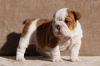 Puppies for sale Finland, Oulu English Bulldog