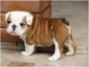 Puppies for sale Spain, Barcelona English Bulldog