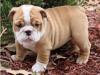 Puppies for sale France, Grenoble Maltese