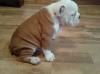 Puppies for sale Netherlands, Groningen English Bulldog