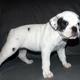 Puppies for sale USA, Colorado, Denver French Bulldog