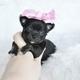 Puppies for sale USA, Colorado, Denver Chihuahua