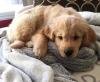 Dogs  free Sweden, Stockholm Golden Retriever