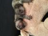 Puppies for sale Greece, Patra Other breed