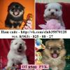 Продам щенка Россия, Кинешма Шпиц, petrova.rostislava@yandex.ru