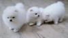 Puppies for sale Malta, Valletta Pomeranian Spitz
