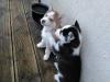 Puppies for sale United Kingdom, Birmingham Haski