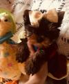 Puppies for sale Cyprus, Limassol Yorkshire Terrier