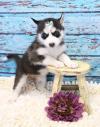 Puppies for sale Cyprus, Limassol , Siberian Husky