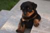 Puppies for sale Hungary, Komadi Rottweiler