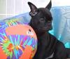 Puppies for sale Cyprus, Limassol French Bulldog