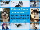 Ищу суку для вязки Россия, Кострома Хаски