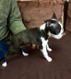 Puppies for sale Austria, Vienna Boston Terrier