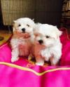 Puppies for sale USA, Alaska Maltese