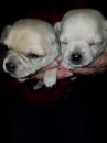 Puppies for sale Cyprus, Limassol Chihuahua
