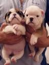 Puppies for sale Cyprus, Limassol English Bulldog