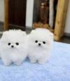 Puppies for sale Cyprus, Limassol Pomeranian Spitz