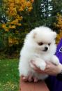 Puppies for sale Cyprus, Limassol Pomeranian Spitz